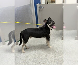Rottweiler-Unknown Mix Dogs for adoption in Pasadena, TX, USA