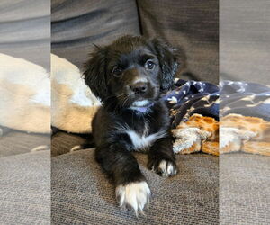 Cocker Spaniel-Unknown Mix Dogs for adoption in Fort Wayne, IN, USA