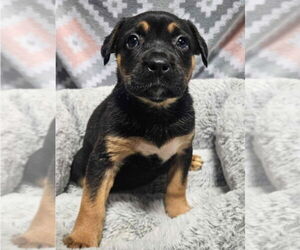German Shepherd Dog-Unknown Mix Dogs for adoption in Lakewood, CO, USA