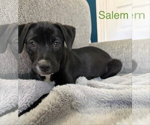 Border Terrier-Dachshund Mix Dogs for adoption in Parker Ford, PA, USA