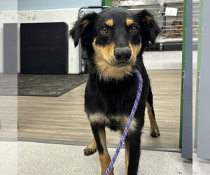 Australian Shepherd-Unknown Mix Dogs for adoption in Washington, DC, USA