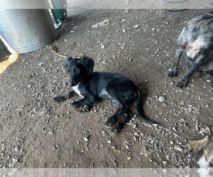 Australian Shepherd-Unknown Mix Dogs for adoption in Linton, IN, USA