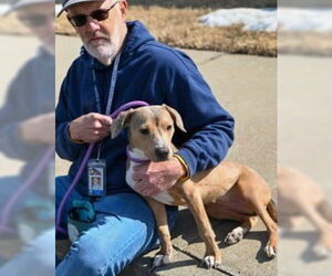 Mutt Dogs for adoption in Glen Allen, VA, USA