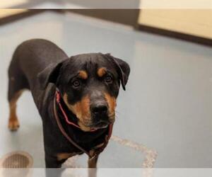 Rottweiler Dogs for adoption in Denver, CO, USA