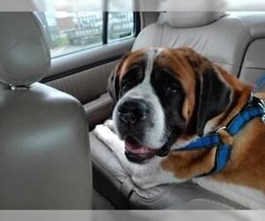 Saint Bernard Dogs for adoption in Albany , IL, USA