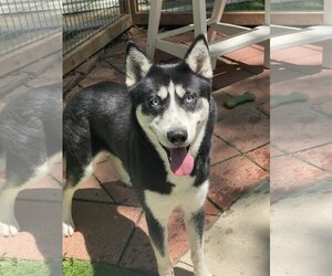 Siberian Husky Dogs for adoption in Leavenworth, KS, USA