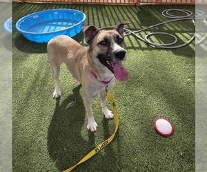 Anatolian Shepherd-Unknown Mix Dogs for adoption in Las Vegas, NV, USA