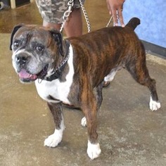 Medium Photo #1 Boxer Puppy For Sale in Rockwall, TX, USA