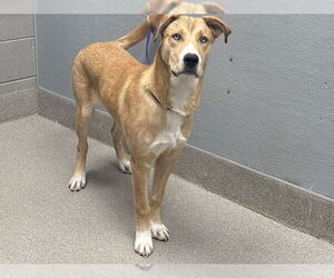 Labrador Retriever-Unknown Mix Dogs for adoption in Las Vegas, NV, USA