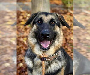 German Shepherd Dog Dogs for adoption in Woodland, CA, USA