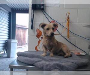 Chi-Corgi Dogs for adoption in San Bernardino, CA, USA
