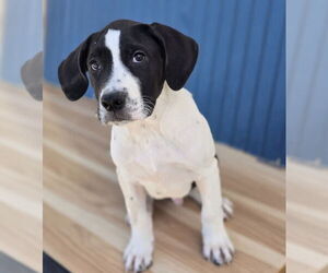 American Bulldog Dogs for adoption in Lakewood, CO, USA