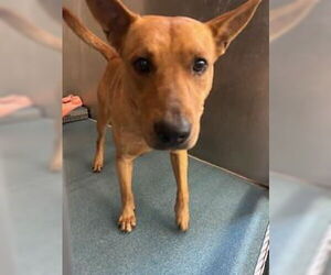 Basenji Dogs for adoption in Pearland, TX, USA