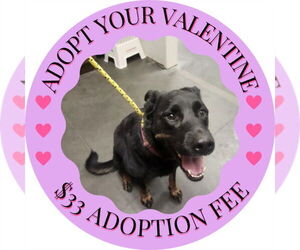 Rottweiler-Unknown Mix Dogs for adoption in Santa Cruz, CA, USA