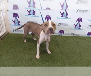 American Pit Bull Terrier Dogs for adoption in Orlando, FL, USA