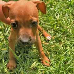Chihuahua-Unknown Mix Dogs for adoption in Palatine, IL, USA