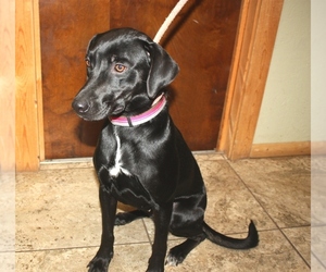 Labrador Retriever-Unknown Mix Dogs for adoption in Ripley, WV, USA