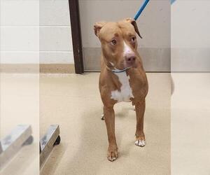 American Pit Bull Terrier Dogs for adoption in Derwood, MD, USA