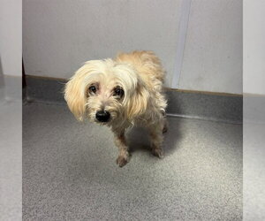 Maltipoo (Miniature) Dogs for adoption in Rancho Cucamonga, CA, USA
