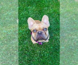 French Bulldog Dogs for adoption in Brights Grove, Ontario, Canada