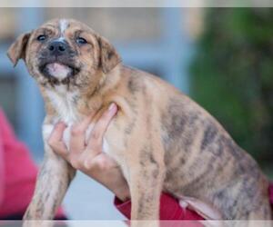 Boxador Dogs for adoption in El Cajon, CA, USA