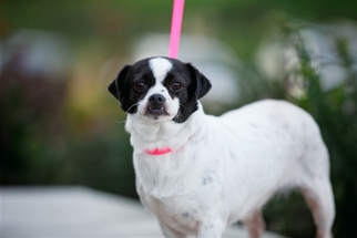 Chin-wa Dogs for adoption in Salinas, CA, USA