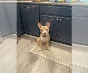 American Pit Bull Terrier Dogs for adoption in Berkeley, CA, USA