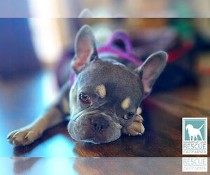 Medium Photo #6 French Bulldog Puppy For Sale in Carlsbad, CA, USA