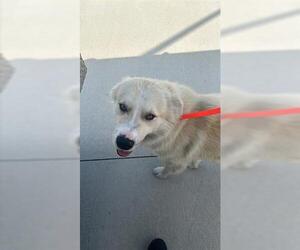 Goberian Dogs for adoption in Houston, TX, USA