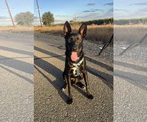 German Shepherd Dog-Unknown Mix Dogs for adoption in Yuba City, CA, USA