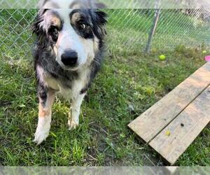 Australian Shepherd Dogs for adoption in Peoria, IL, USA