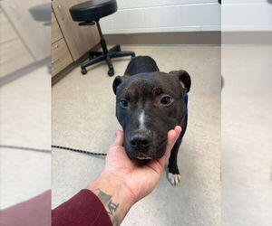 American Pit Bull Terrier-Unknown Mix Dogs for adoption in Saginaw, MI, USA