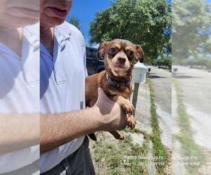 Chihuahua Dogs for adoption in San Antonio, TX, USA