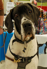 Great Dane Dogs for adoption in Monkton, MD, USA