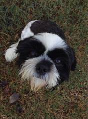 Shih Apso Dogs for adoption in Edmond, OK, USA
