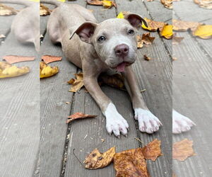 American Pit Bull Terrier-Unknown Mix Dogs for adoption in Germantown, OH, USA