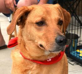 Sheprador Dogs for adoption in Tunica, MS, USA