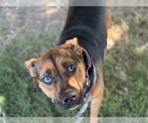 American Pit Bull Terrier-Unknown Mix Dogs for adoption in Tulsa, OK, USA