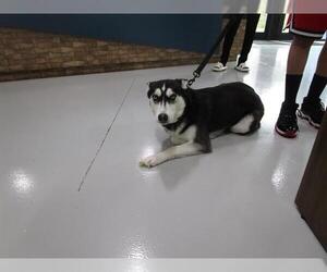 Siberian Husky Dogs for adoption in Temple, TX, USA