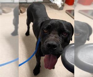 Mutt Dogs for adoption in Bakersfield, CA, USA