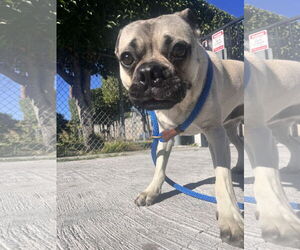 Pug-Unknown Mix Dogs for adoption in San Jose, CA, USA
