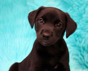 Labrador Retriever Dogs for adoption in Eureka, CA, USA
