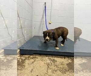 Staffordshire Bull Terrier Dogs for adoption in Woodland, CA, USA