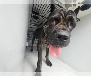 Mutt Dogs for adoption in Houston, TX, USA
