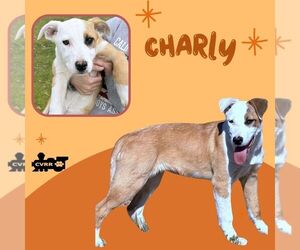 Boxer-Unknown Mix Dogs for adoption in Lindsay, CA, USA