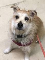 Skye Terrier-Unknown Mix Dogs for adoption in Akron, OH, USA