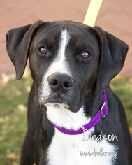 Boxador Dogs for adoption in Cheyenne, WY, USA