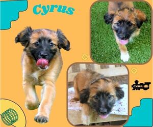 Mutt Dogs for adoption in Lindsay, CA, USA