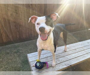 American Pit Bull Terrier-Unknown Mix Dogs for adoption in Plano, TX, USA