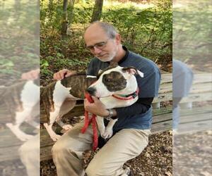 American Pit Bull Terrier Dogs for adoption in Derwood, MD, USA